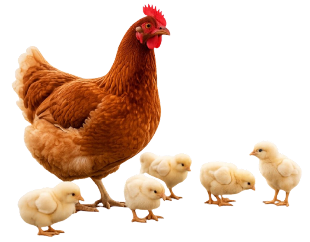 Poultry feed additives and premixes